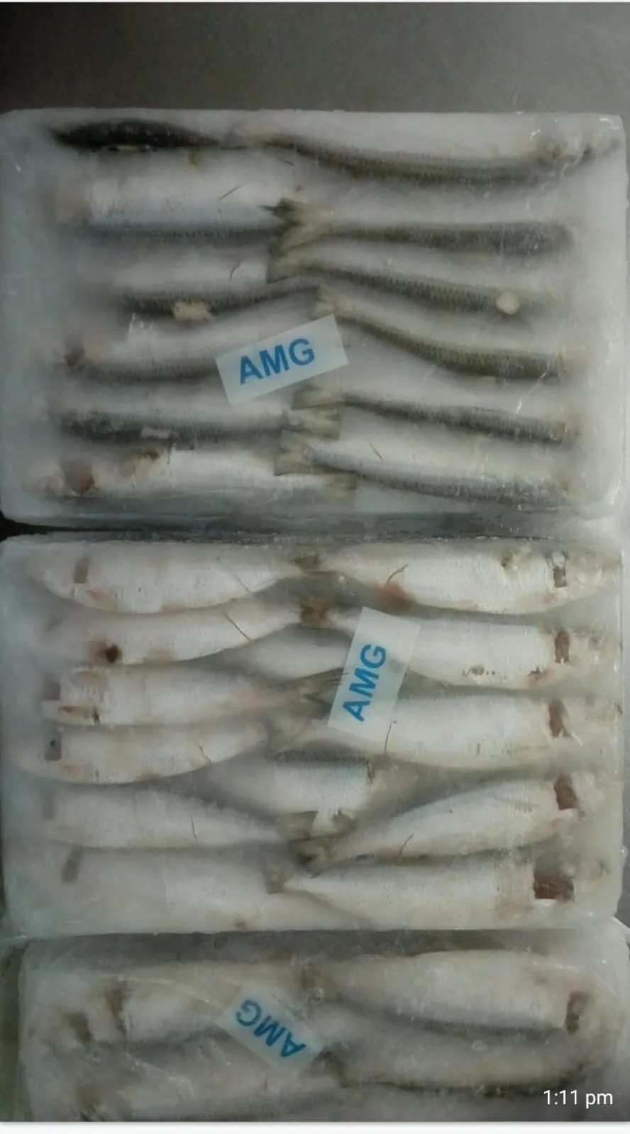 Fish